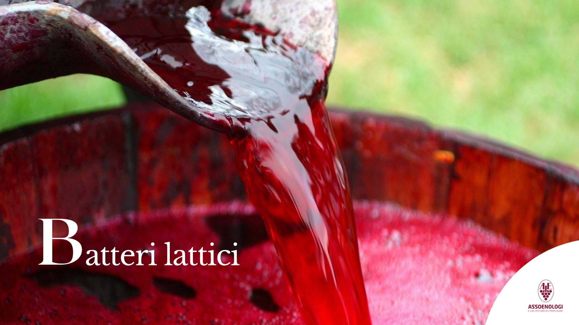 Batteri lattici