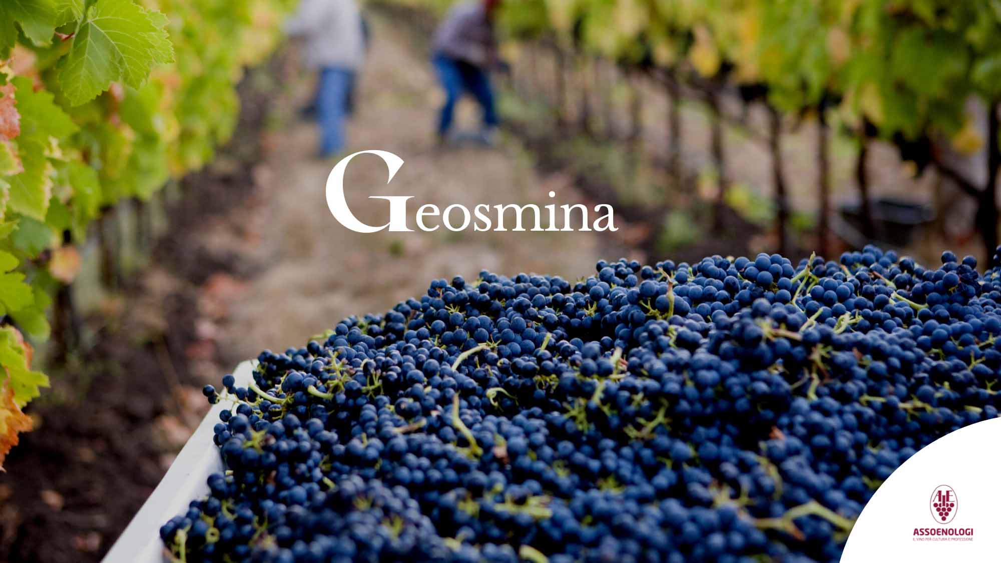 Geosmina