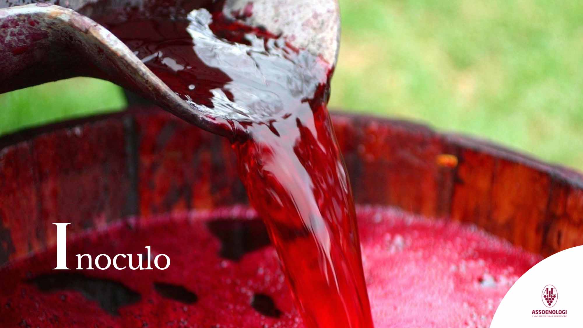 Inoculo