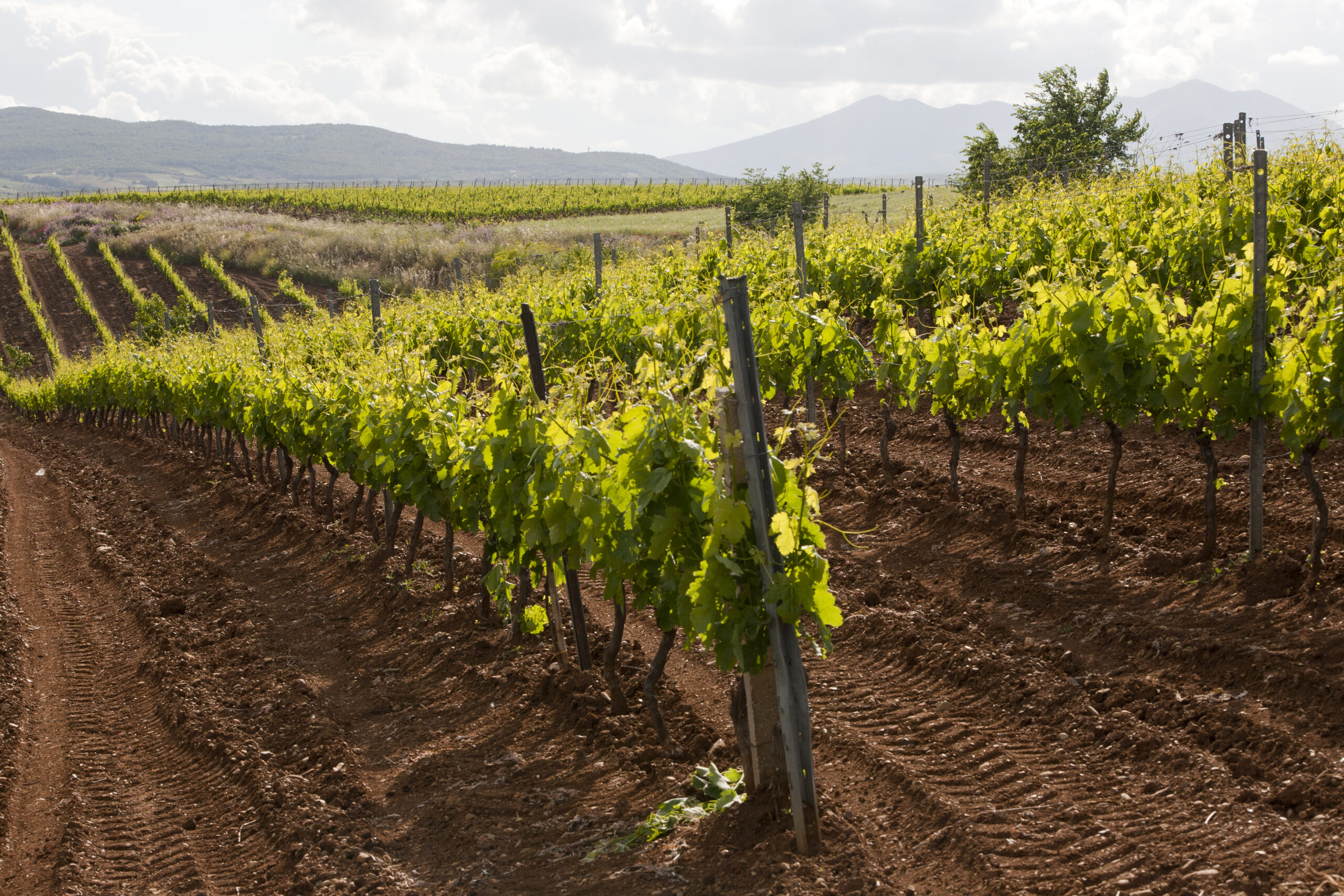 Aglianico del Vulture Superiore (Basilicata)